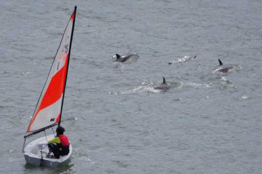 26 June 2021 - 11-19-13
Upstream, downstream, there were so many dolphins it was extremely difficult to keep track.
---------------
Dolphin invasion of the river Dart, Dartmouth